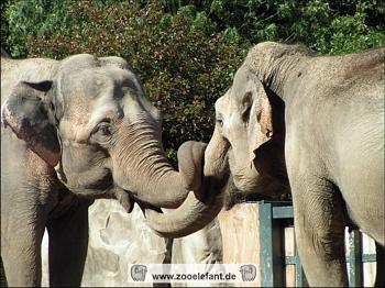 Asiatische Elefanten im Zoo Krefeld