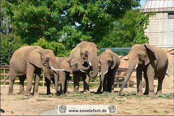 Afrikanische Elefanten im Tierpark Berlin