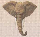 Kopf afrikanischer Elefant