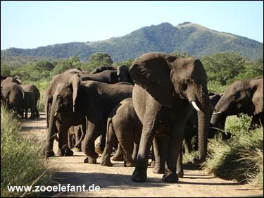 Eine Herde wilder afrikanischer Elefanten