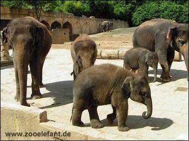 Nachwuchs im Zoo Hannover