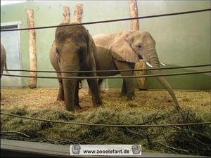 Elefanten im Zoo Augsburg