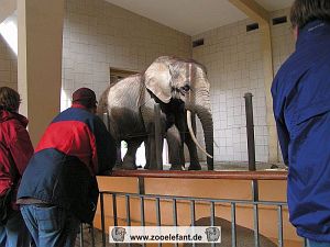Sara im Elefantenhaus