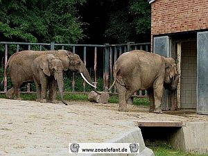 Die Elefanten in rostock