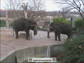Asiatische Elefanten in Stuttgart