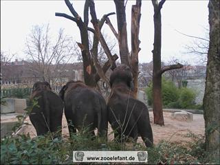 Asiatische Elefanten in Stuttgart